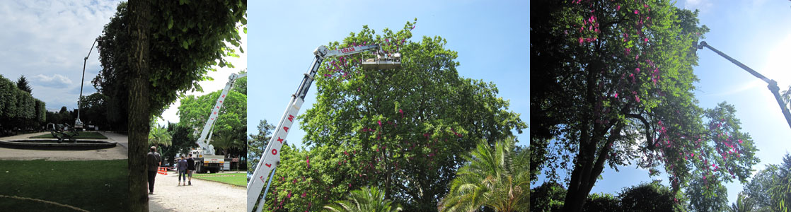 Ailante　ニワウルシの木、高さ約30M。ルーアン植物公園