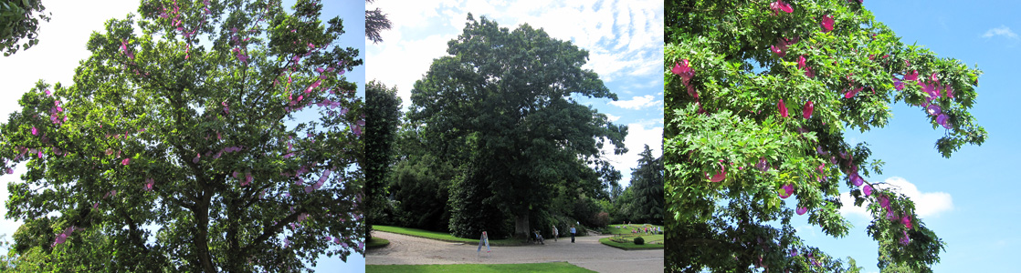 Chêne　ならの木、ルーアン植物公園