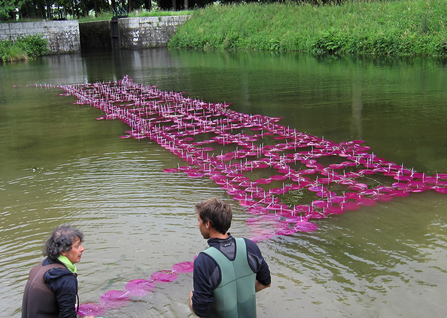 pimg_5740a Phytoplancton 2011 photo: Shigeko Hirakawa